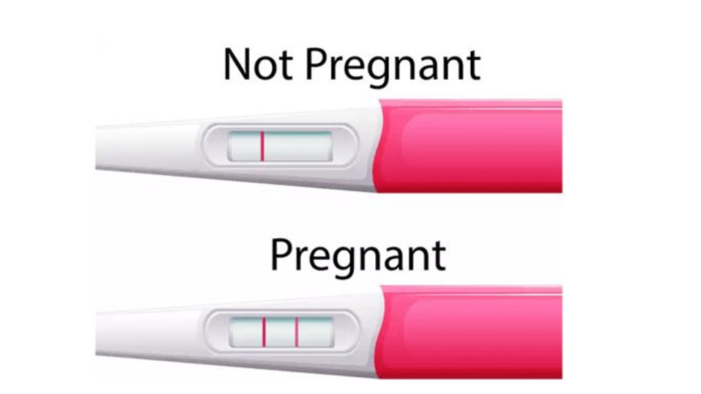 The Ultimate Guide to Pregnancy Test Kits: Pregnancy Test Kits History, How They Work, When to Use Them And Many More Details.